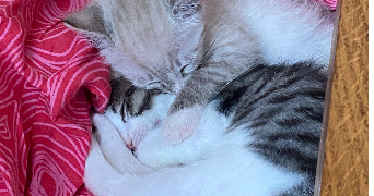salomé pet sitter à RENNES 35000_1