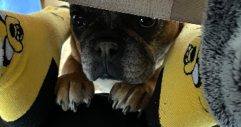 sarah pet sitter à TOULOUSE 31400_2