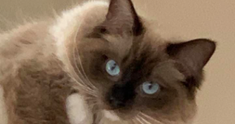 sophie pet sitter à ST PATHUS 77178_0