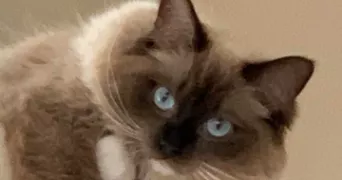 sophie pet sitter à ST PATHUS 77178