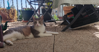 stéphanie pet sitter à SOISY SOUS MONTMORENCY 95230_5