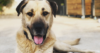 alexandra pet sitter à Freteval 41160_1