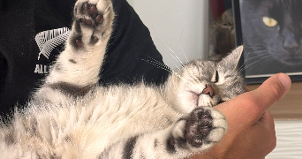 romain pet sitter à NANTERRE 92000_1