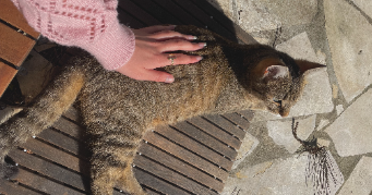 dhana pet sitter à AYTRE 17440_4