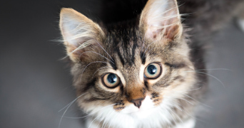 baptiste pet sitter à CHOLET 49300