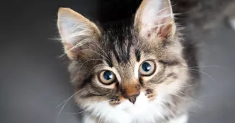 baptiste pet sitter à CHOLET 49300