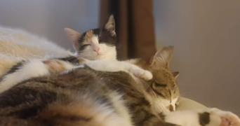 aurore pet sitter à Cormeilles-en-Parisis 95240_9