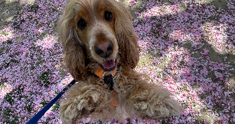 jeanne pet sitter à RENNES 35000_7