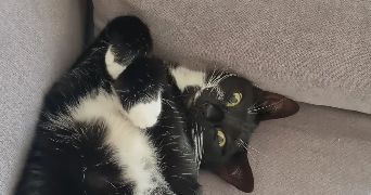 jeanne pet sitter à MONT ST AIGNAN 76130_6
