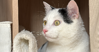 clarisse pet sitter à CHARBONNIERES LES BAINS 69260_1