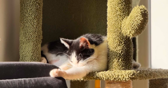 charlyne pet sitter à BERGERAC 24100_3