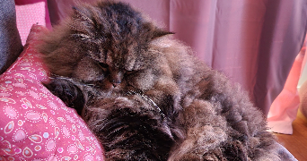 elisabeth pet sitter à PARIS 04 75004_4