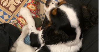 marin-e pet sitter à Sérignan du comtat 84830_3