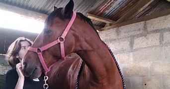 laurine pet sitter à BRUEIL EN VEXIN 78440_1