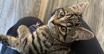 zoé pet sitter à LILLE 59000_5