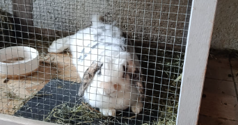 dugas pet sitter à ORVAULT 44700_3