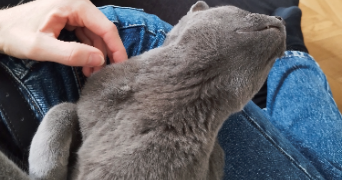 ingrid pet sitter à PARIS 11 75011_2