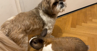 léa pet sitter à BOULOGNE BILLANCOURT 92100_2