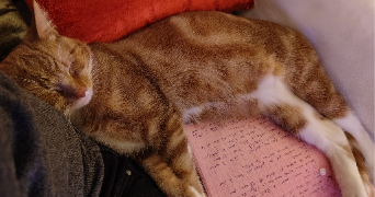 nicole cat sitter à Le Chesnay-Rocquencourt 78150_3