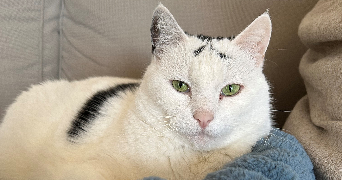 ana-elisa pet sitter à CERGY 95800_4