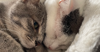 mayliss pet sitter à BREST 29200_2