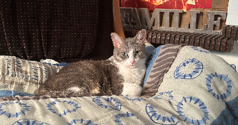 alicia pet sitter à VOUILLE 86190_2
