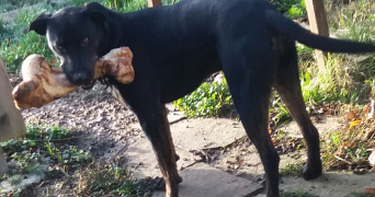 françois pet sitter à VERDUN SUR GARONNE 82600_4