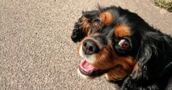 sophie pet sitter à LILLE 59160_8
