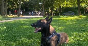 arsen pet sitter à FONTENAY AUX ROSES 92260_2
