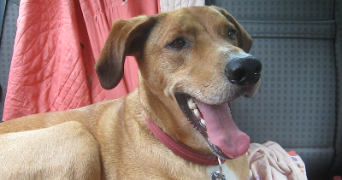 andréa pet sitter à SAUMUR 49400_14