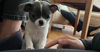 cassy pet sitter à VELIZY VILLACOUBLAY 78140_5