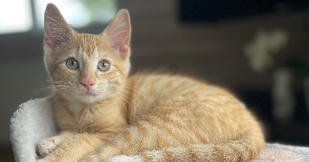 anna pet sitter à LANGUIDIC 56440_2