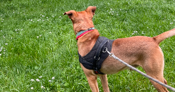 noélyne pet sitter à HEILLECOURT 54180_2