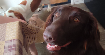 juliana pet sitter à ST ETIENNE DU ROUVRAY 76800_6