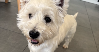 théo pet sitter à ENSISHEIM 68190_1