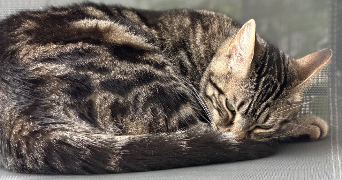 lola pet sitter à MAISONS ALFORT 94700_1
