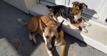 laurent pet sitter à LUMIGNY NESLES ORMEAUX 77540_1