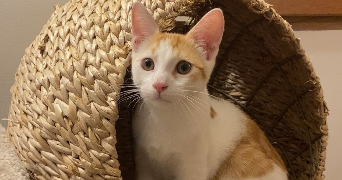 lily-rose pet sitter à MARSEILLE 01 13001_3