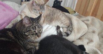 severine pet sitter à PARIS 18 75018_11