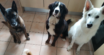 chloé pet sitter à MARTIGUES 13500_1