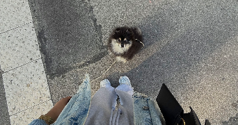 kenza pet sitter à ROSNY SOUS BOIS 93110_1