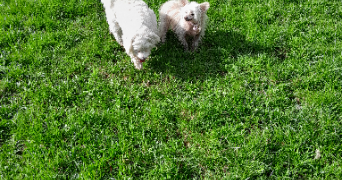 claudine jacqueline pet sitter à RIMBACH PRES GUEBWILLER 68500_3