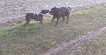 eva pet sitter à ELANCOURT 78990_7