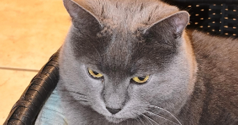 darryl pet sitter à ST BEAUZIRE 63360_1