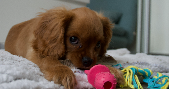 karolina pet sitter à PARIS 17 75017_7