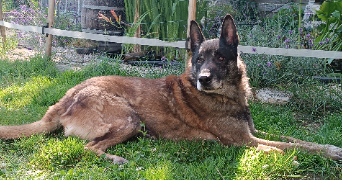 raphaël pet sitter à TELOCHE 72220_1