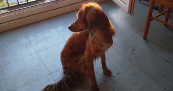 kevin  pet sitter à EPINAL 88000_7