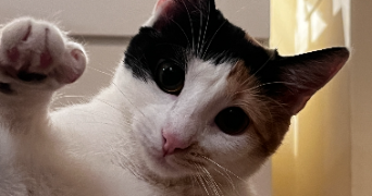 floriane pet sitter à HAGUENAU 67500_2
