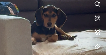 salomé pet sitter à TRECLUN 21130_2