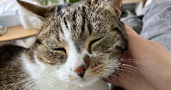 lilou pet sitter à LINSELLES 59126_2